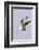 Osprey with Extended Talons-Hal Beral-Framed Photographic Print