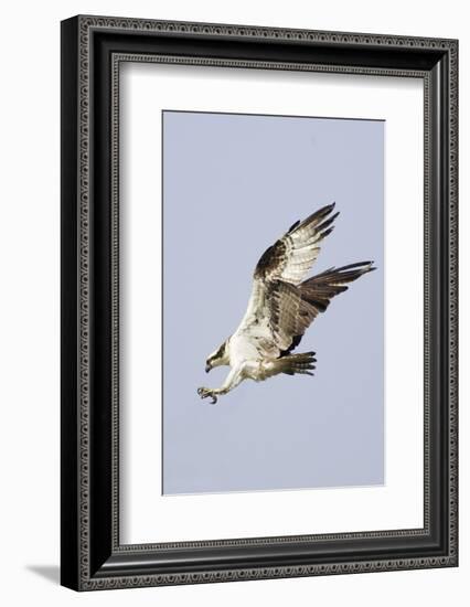 Osprey with Extended Talons-Hal Beral-Framed Photographic Print