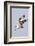 Osprey with Extended Talons-Hal Beral-Framed Photographic Print