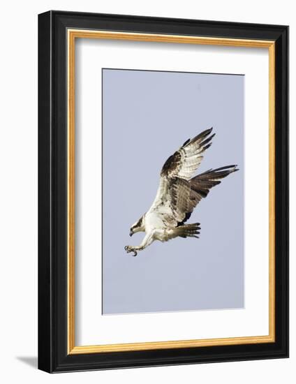 Osprey with Extended Talons-Hal Beral-Framed Photographic Print