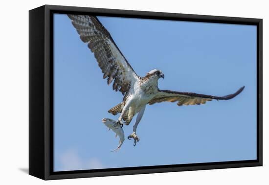 Osprey with Saltwater Catfish in Florida Bay, Everglades National Park, Florida-Maresa Pryor-Framed Premier Image Canvas