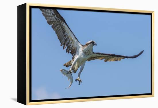 Osprey with Saltwater Catfish in Florida Bay, Everglades National Park, Florida-Maresa Pryor-Framed Premier Image Canvas