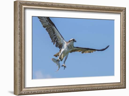 Osprey with Saltwater Catfish in Florida Bay, Everglades National Park, Florida-Maresa Pryor-Framed Photographic Print