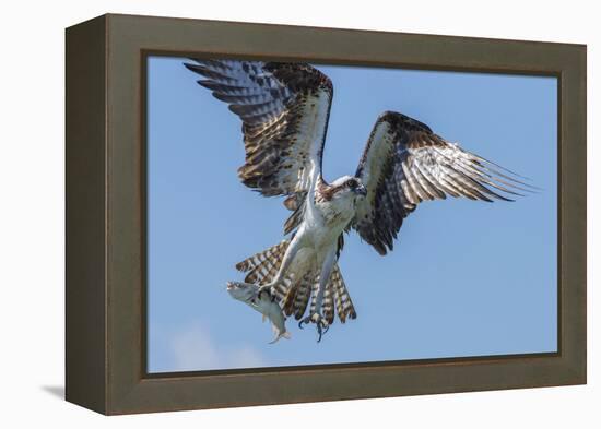 Osprey with Saltwater Catfish in Florida Bay, Everglades National Park, Florida-Maresa Pryor-Framed Premier Image Canvas