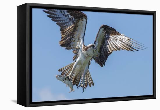 Osprey with Saltwater Catfish in Florida Bay, Everglades National Park, Florida-Maresa Pryor-Framed Premier Image Canvas