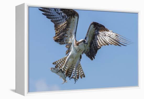 Osprey with Saltwater Catfish in Florida Bay, Everglades National Park, Florida-Maresa Pryor-Framed Premier Image Canvas