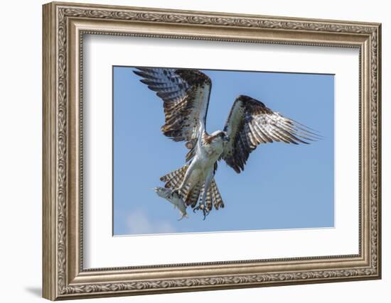 Osprey with Saltwater Catfish in Florida Bay, Everglades National Park, Florida-Maresa Pryor-Framed Photographic Print