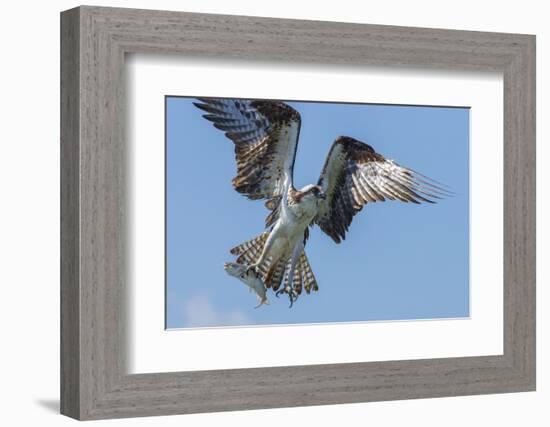 Osprey with Saltwater Catfish in Florida Bay, Everglades National Park, Florida-Maresa Pryor-Framed Photographic Print