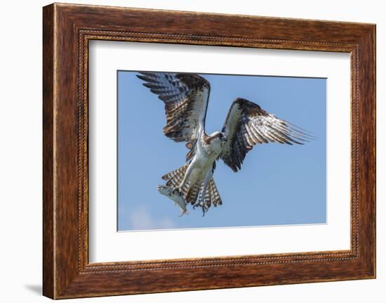 Osprey with Saltwater Catfish in Florida Bay, Everglades National Park, Florida-Maresa Pryor-Framed Photographic Print