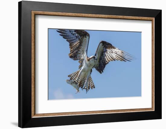 Osprey with Saltwater Catfish in Florida Bay, Everglades National Park, Florida-Maresa Pryor-Framed Photographic Print