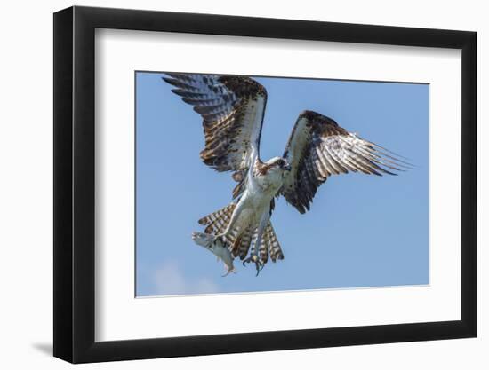 Osprey with Saltwater Catfish in Florida Bay, Everglades National Park, Florida-Maresa Pryor-Framed Photographic Print