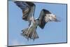 Osprey with Saltwater Catfish in Florida Bay, Everglades National Park, Florida-Maresa Pryor-Mounted Photographic Print