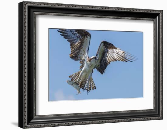 Osprey with Saltwater Catfish in Florida Bay, Everglades National Park, Florida-Maresa Pryor-Framed Photographic Print