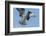 Osprey with Saltwater Catfish in Florida Bay, Everglades National Park, Florida-Maresa Pryor-Framed Photographic Print