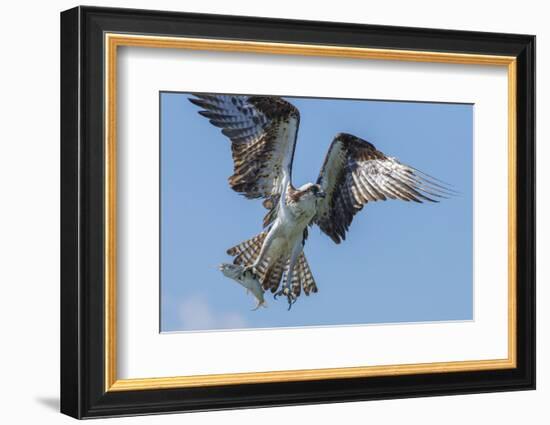 Osprey with Saltwater Catfish in Florida Bay, Everglades National Park, Florida-Maresa Pryor-Framed Photographic Print