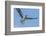 Osprey with Saltwater Catfish in Florida Bay, Everglades National Park, Florida-Maresa Pryor-Framed Photographic Print