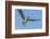 Osprey with Saltwater Catfish in Florida Bay, Everglades National Park, Florida-Maresa Pryor-Framed Photographic Print