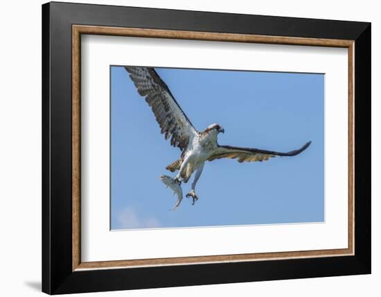 Osprey with Saltwater Catfish in Florida Bay, Everglades National Park, Florida-Maresa Pryor-Framed Photographic Print