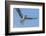 Osprey with Saltwater Catfish in Florida Bay, Everglades National Park, Florida-Maresa Pryor-Framed Photographic Print