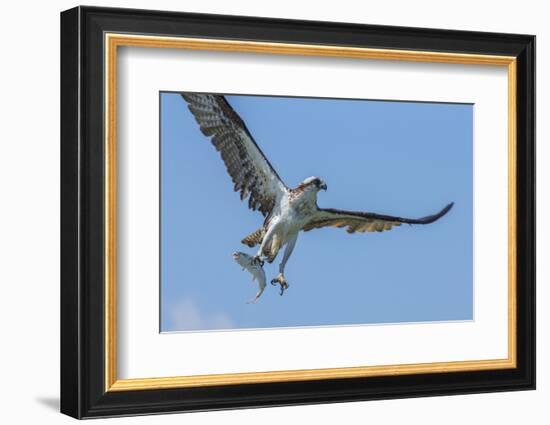 Osprey with Saltwater Catfish in Florida Bay, Everglades National Park, Florida-Maresa Pryor-Framed Photographic Print