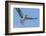 Osprey with Saltwater Catfish in Florida Bay, Everglades National Park, Florida-Maresa Pryor-Framed Photographic Print