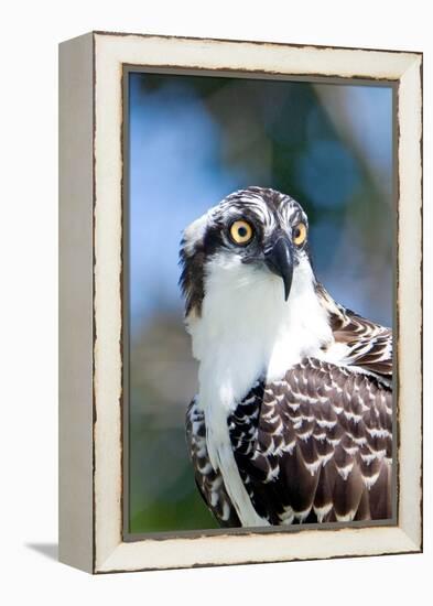 Osprey, Yucatan, Mexico II-Howard Ruby-Framed Premier Image Canvas