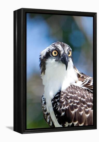 Osprey, Yucatan, Mexico II-Howard Ruby-Framed Premier Image Canvas