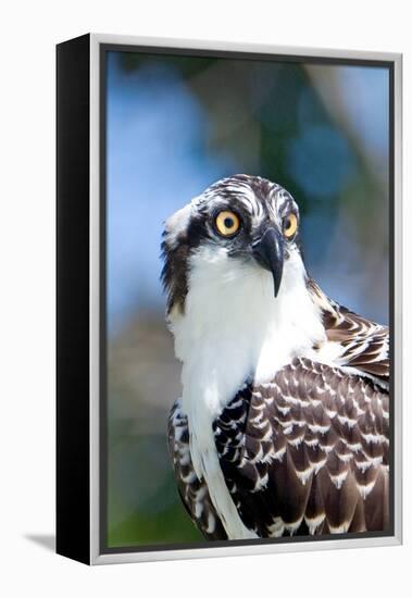 Osprey, Yucatan, Mexico II-Howard Ruby-Framed Premier Image Canvas