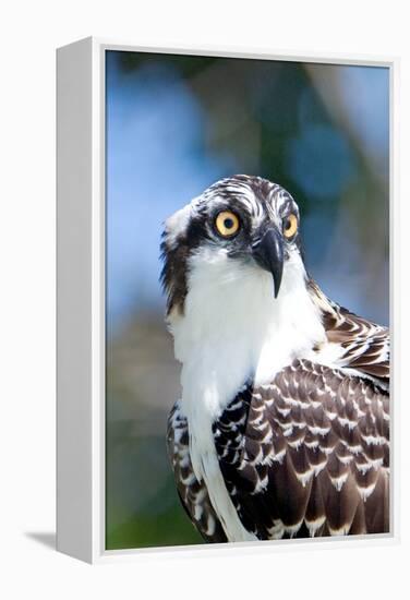 Osprey, Yucatan, Mexico II-Howard Ruby-Framed Premier Image Canvas