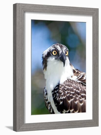 Osprey, Yucatan, Mexico II-Howard Ruby-Framed Photographic Print