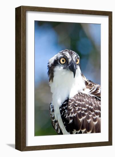 Osprey, Yucatan, Mexico II-Howard Ruby-Framed Photographic Print