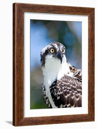 Osprey, Yucatan, Mexico II-Howard Ruby-Framed Photographic Print