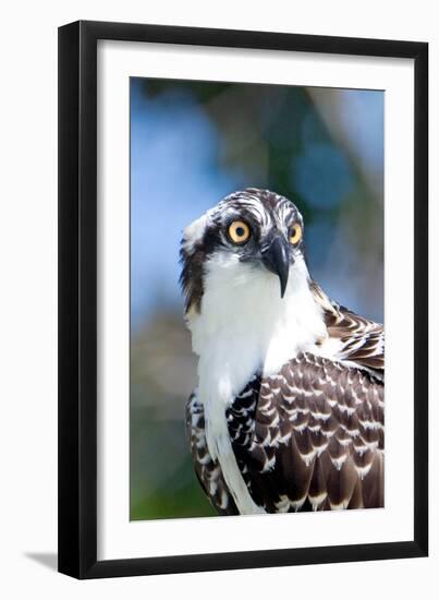 Osprey, Yucatan, Mexico II-Howard Ruby-Framed Photographic Print