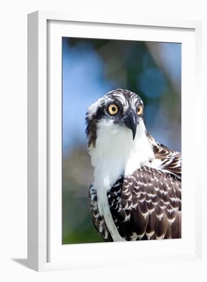 Osprey, Yucatan, Mexico II-Howard Ruby-Framed Photographic Print