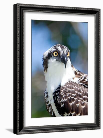 Osprey, Yucatan, Mexico II-Howard Ruby-Framed Photographic Print