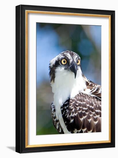 Osprey, Yucatan, Mexico II-Howard Ruby-Framed Photographic Print