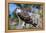 Osprey, Yucatan, Mexico-Howard Ruby-Framed Premier Image Canvas