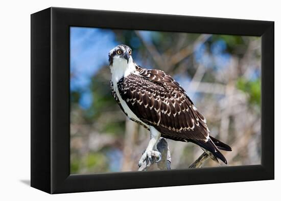 Osprey, Yucatan, Mexico-Howard Ruby-Framed Premier Image Canvas