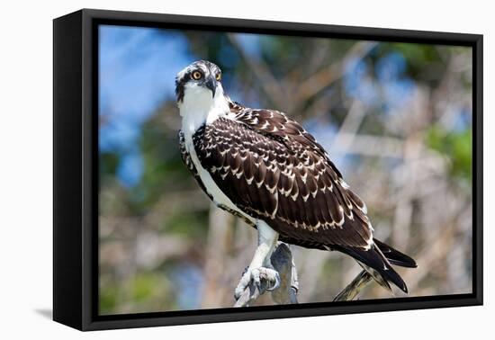 Osprey, Yucatan, Mexico-Howard Ruby-Framed Premier Image Canvas