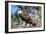 Osprey, Yucatan, Mexico-Howard Ruby-Framed Photographic Print