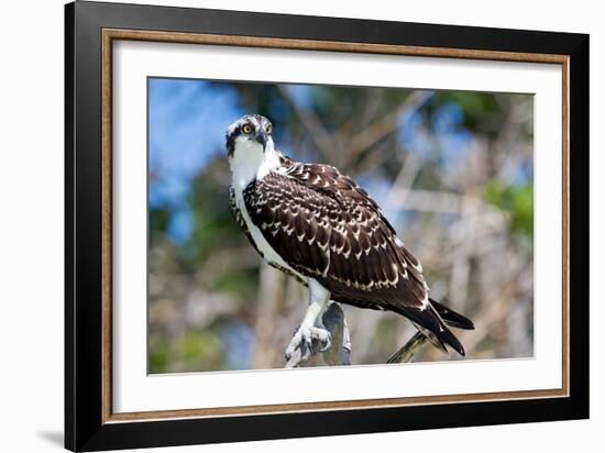 Osprey, Yucatan, Mexico-Howard Ruby-Framed Photographic Print