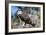 Osprey, Yucatan, Mexico-Howard Ruby-Framed Photographic Print