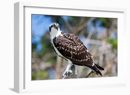 Osprey, Yucatan, Mexico-Howard Ruby-Framed Photographic Print