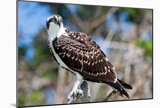 Osprey, Yucatan, Mexico-Howard Ruby-Mounted Photographic Print