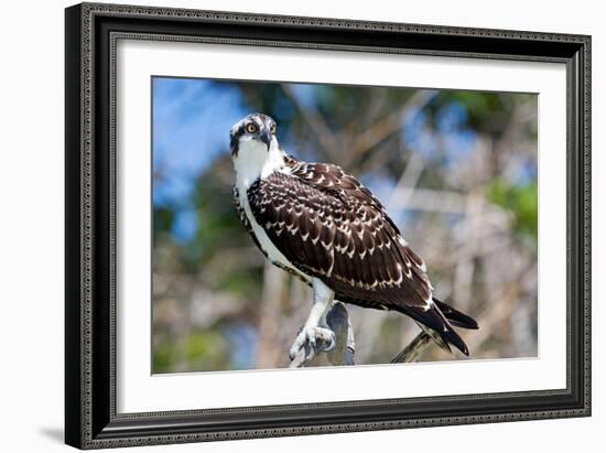 Osprey, Yucatan, Mexico-Howard Ruby-Framed Photographic Print