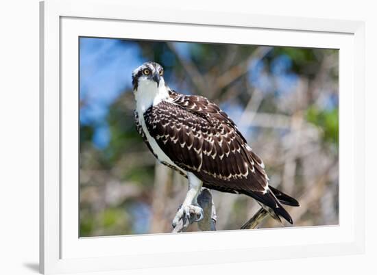 Osprey, Yucatan, Mexico-Howard Ruby-Framed Photographic Print