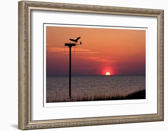 Osprey-Matthew Lusk-Framed Giclee Print