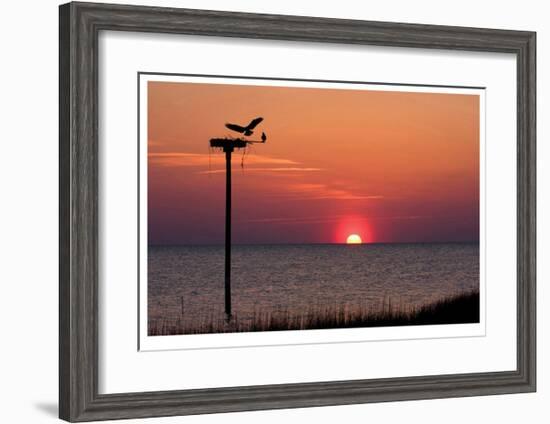 Osprey-Matthew Lusk-Framed Giclee Print