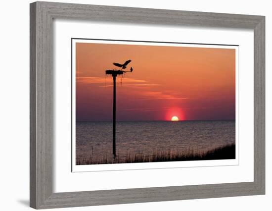 Osprey-Matthew Lusk-Framed Giclee Print