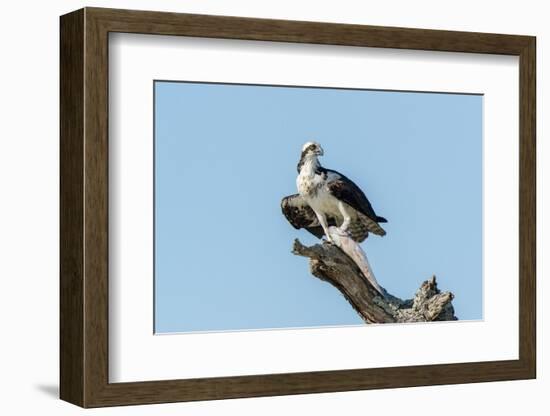 Osprey-Gary Carter-Framed Photographic Print